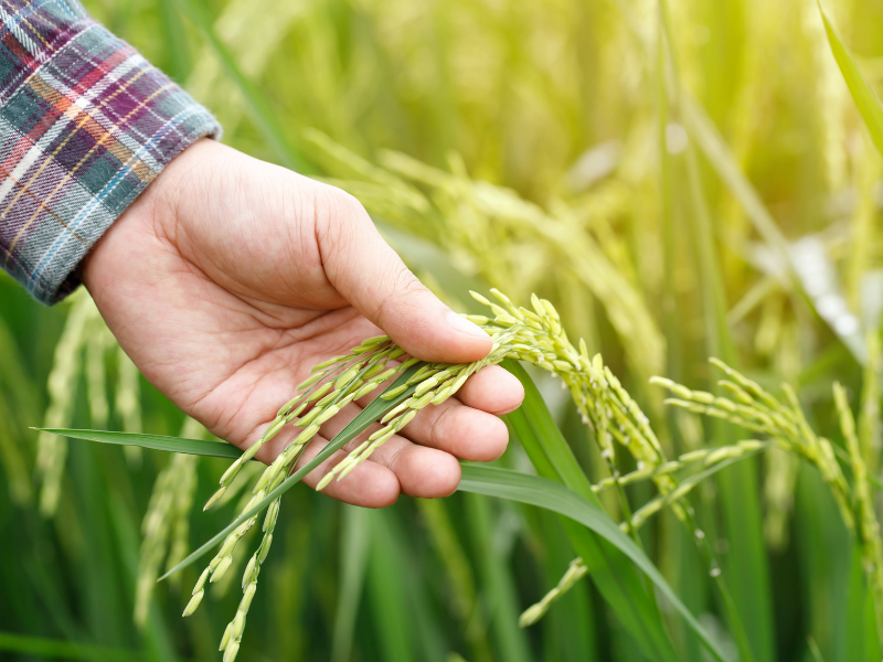 Smart Khedut Bano – ગુજરાતનો કિસાન હવે બનશે સ્માર્ટ Smart Khedut Bano – ગુજરાતનો કિસાન હવે બનશે સ્માર્ટ